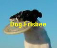 Dog-Frisbee